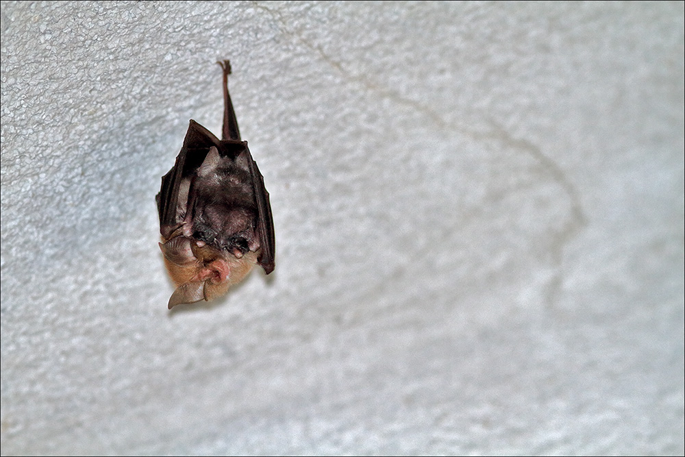 Aiuto id: pipistrello